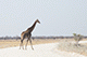 Giraffe Crossing, Etosha, Namibia