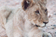 Lion Cub, Ongava, Namibia