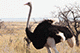 Ostrich, Etosha, Namibia