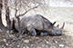 Rhino at Rest, Etosha, Namibia