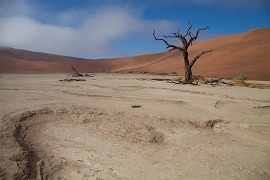 Camelthorn Trees, Deadvlei, Namibia