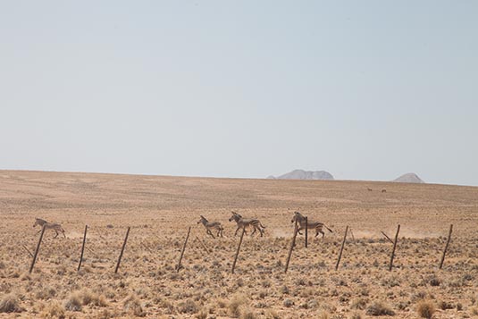 Zebras in the Wild, Namibia