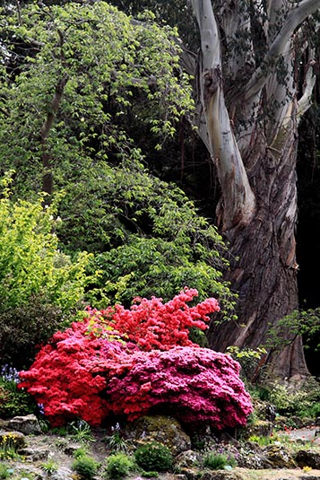Christchurch Botanic Gardens, Christchurch, New Zealand