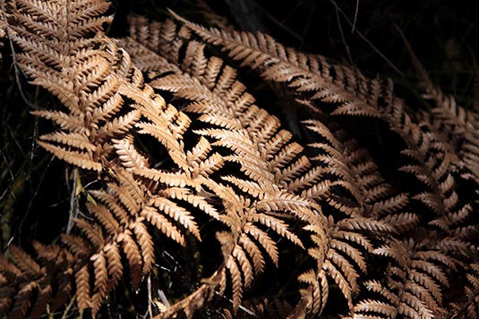 Leaves, Wai-O-Tapu, Rotorua, New Zealand