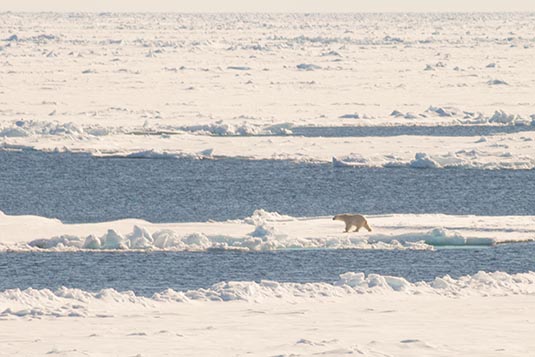 Polar Bear, Arctic Sea, Towards North Pole