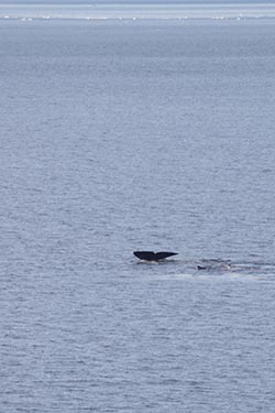 Bowhead Whale, Barents Sea, Franz Josef Land, Russia