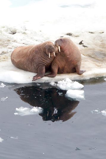 Walruses, Franz Josef Land, Russia