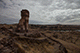 Funeral Towers, Sillustani, Puno, Peru