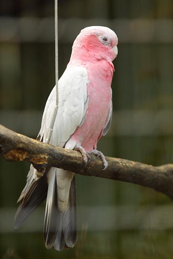 Parakeet, Jurong Bird Park, Singapore