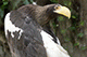 Eagle, Jurong Bird Park, Singapore