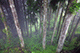 Cypress Forest, Alishan National Park, Taiwan