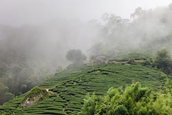 Tea Estate, Towards Tainan, Taiwan