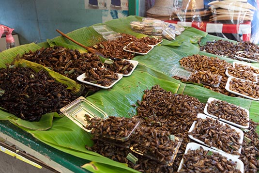 Insects on Sale, Base of Wat Phra That Doi Suthep, Chiang Mai, Thailand