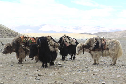 Yaks, Near Yamdwar, Tibet, China