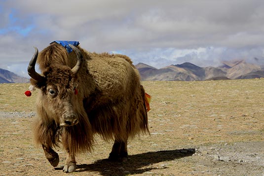 Yak, Somewhere between Nyalam and Saga, Tibet, China