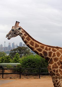 Giraffe, Taronga Zoo, Sydney
