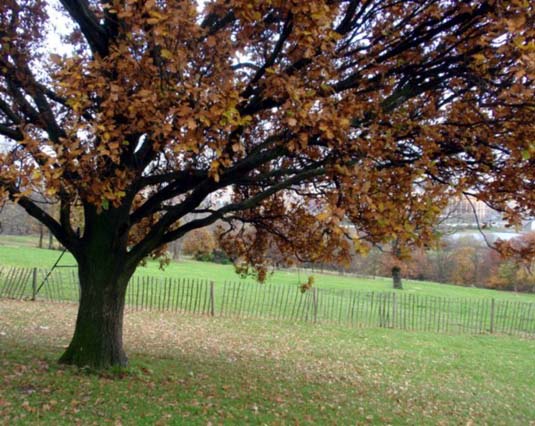 Tree, Alexandra Palace Premises, London