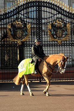 Mounted Guard, Buckingham Palace, London, UK