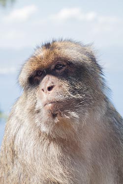 Apes, Gibraltar, UK
