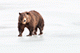 Brown Bear, Wildlife Coservation Centre, Anchorage, Alaska, USA