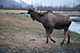 Moose, Wildlife Coservation Centre, Anchorage, Alaska, USA
