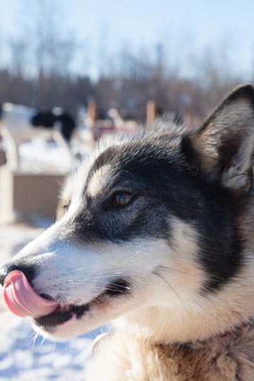 Husky, Trailbreaker Kennels, Fairbanks, Alaska, USA