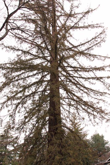 Sequoia Tree, Placerville, California, USA