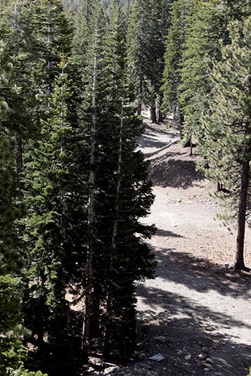 Pine Forest, Mammoth Lakes, California, USA