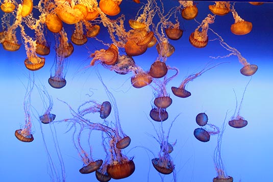 Jellies, Monterey Bay Aquarium, Monterey Bay, California, USA