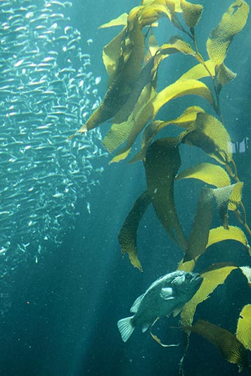 Kelp & Sardines, Monterey Bay Aquarium, Monterey Bay, California, USA
