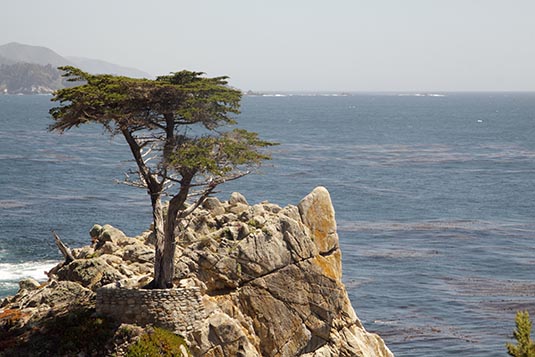 The Lonely Cypress, 17-mile Drive, Pebble Beach, California, USA