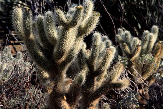 Cactus, Living the Desert, Palm Desert, California, USA