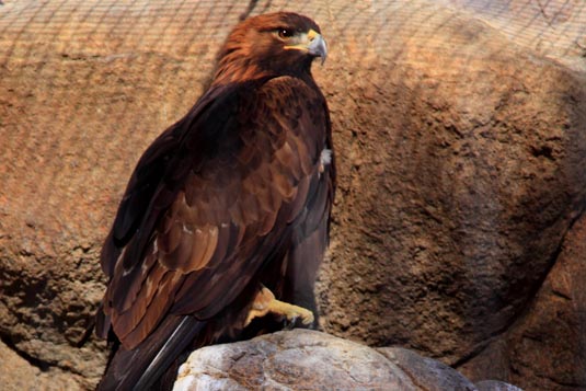 Eagle, Living the Desert, Palm Desert, California, USA