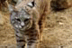 Bobcat, Living the Desert, Palm Desert, California, USA
