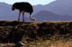 Ostrich, Living the Desert, Palm Desert, California, USA
