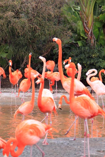 Flamingoes, SeaWorld, San Diego, California, USA