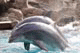 Copy Dolphins, SeaWorld, San Diego, California, USA