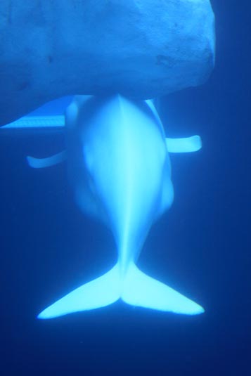 White Whale, SeaWorld, San Diego, California, USA