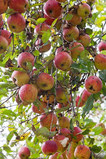 Apple Tree, Hancock Shaker Village, Pittsfield, Massachusetts, USA