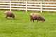 Sheep, Hancock Shaker Village, Pittsfield, Massachusetts, USA