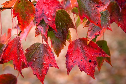 Fall Colours, The Flume Gorge, New Hampshire, USA