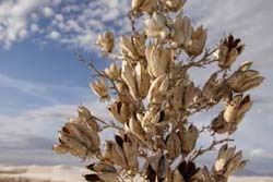 Bloom, Ranger, White Sands National Monument, New Mexico