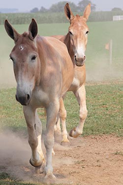 Mules, Amish Country, Lancaster County, Pennsylvania, USA